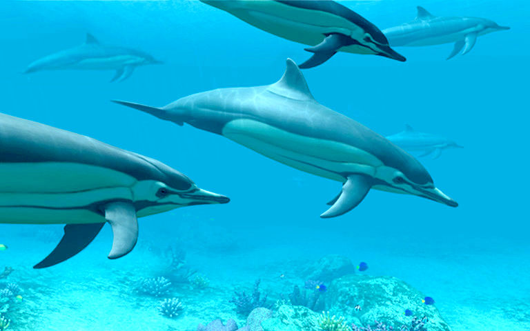 3d dolphin screensavers