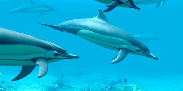 Dolphins 3D