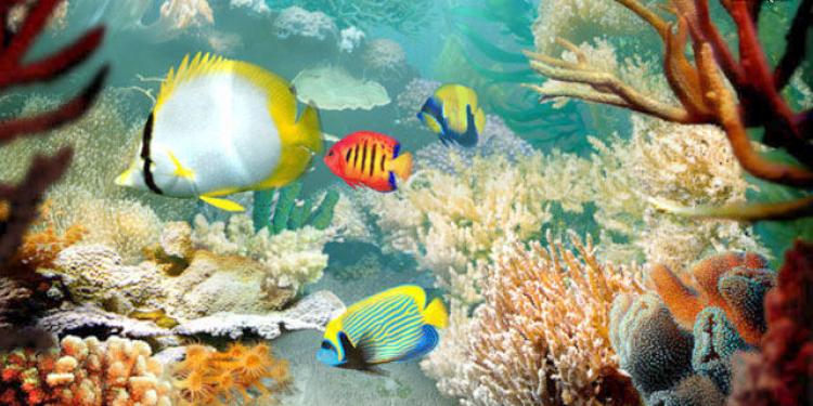 Tropical Fish 3D